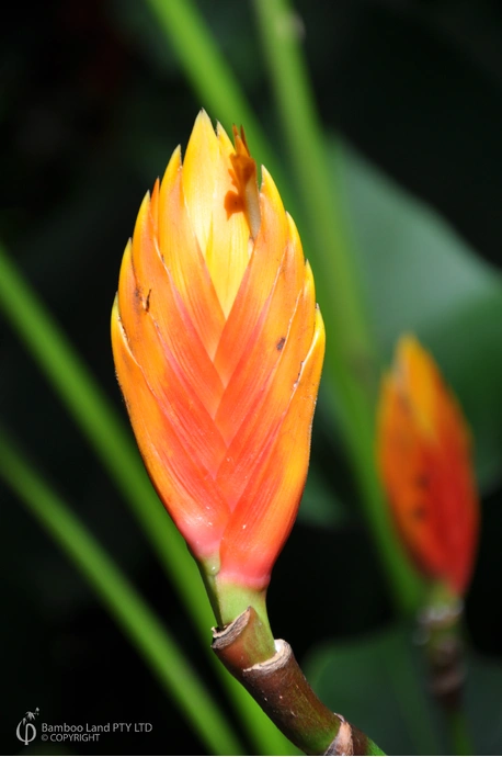 Heliconia episcopalis 'Spear'
