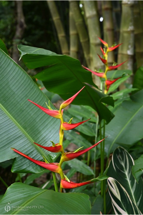 Heliconia latispatha 'Distans' - 300mm pot