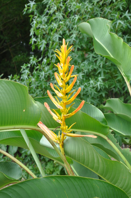 Heliconia lingulata 'Flat Fan' - 180mm pot