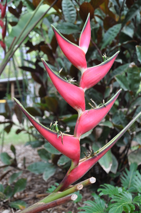 Heliconia orthotricha 'Coconut Ice'