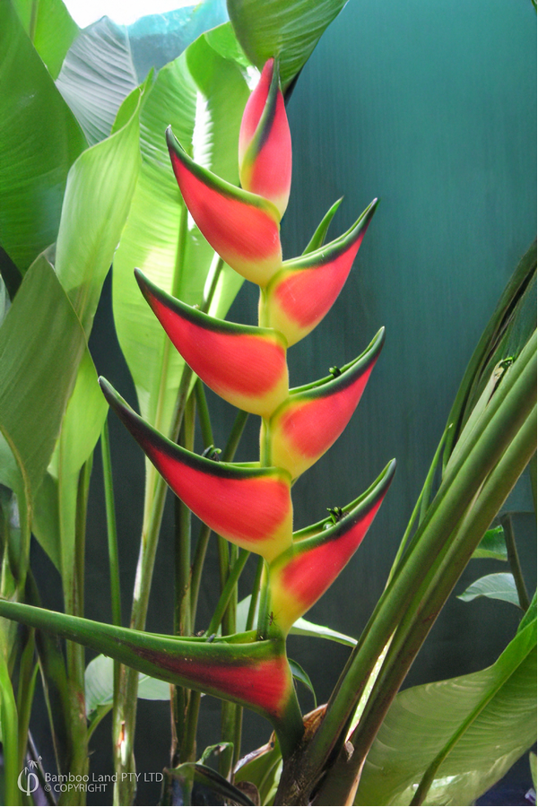 Heliconia orthotricha 'Garden of Eden' - 180mm pot