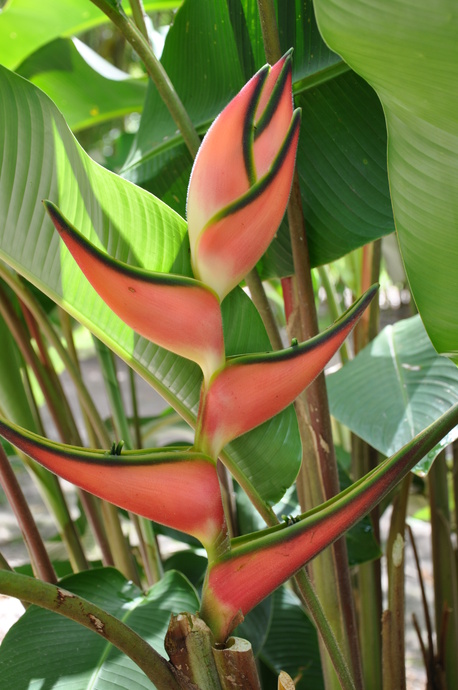 Heliconia orthotricha 'Pink Eden'