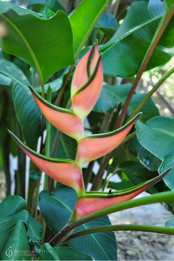 Heliconia orthotricha 'Pink Eden'