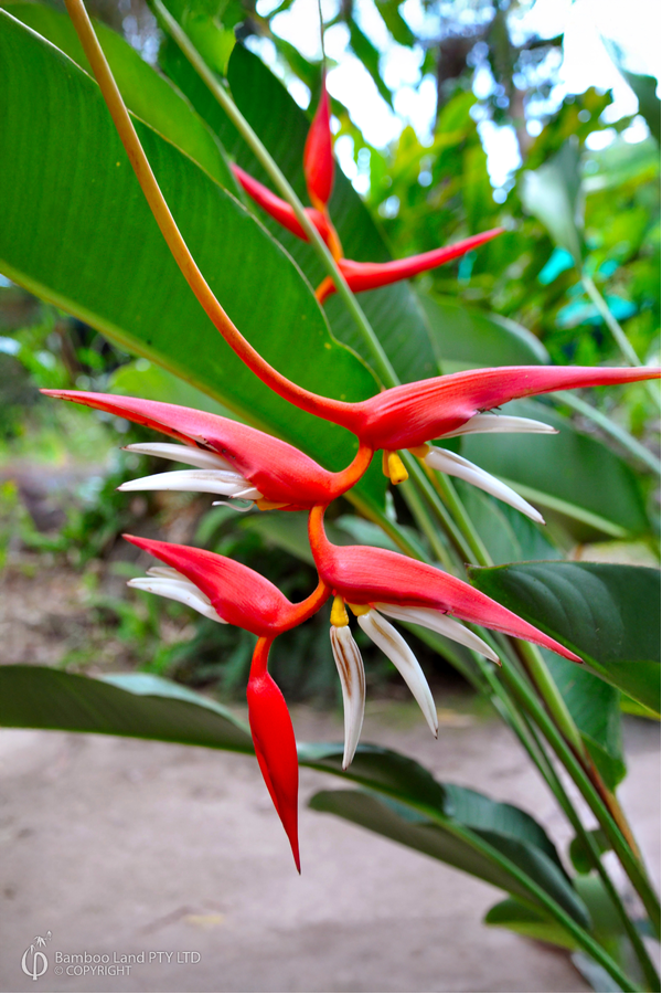 Heliconia pendula x angusta 'Papsiana'
