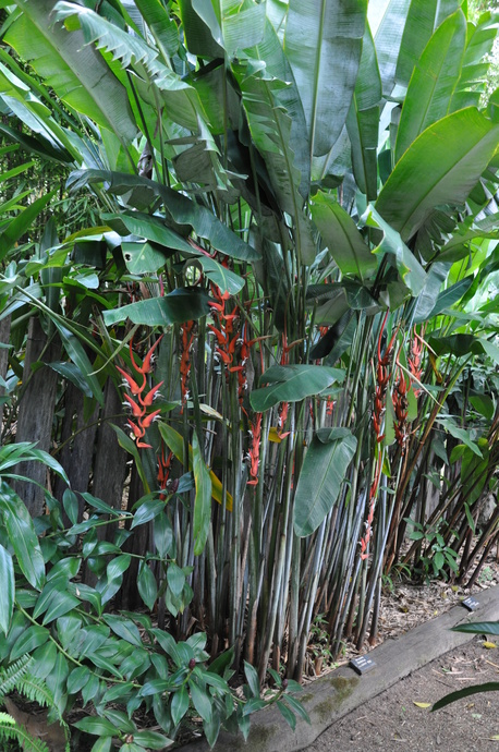 Heliconia pendula 'Waxy Red'