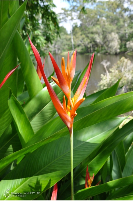 Heliconia psittacorum 'Andromeda'