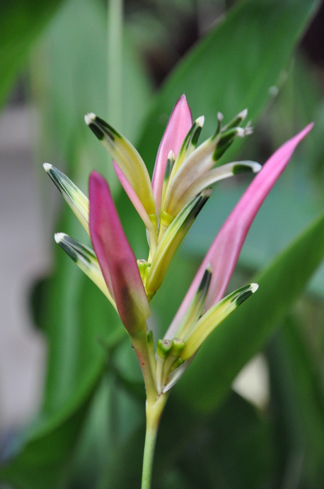 Heliconia psittacorum 'Fuchsia'