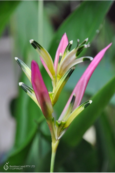 Heliconia psittacorum 'Fuchsia'