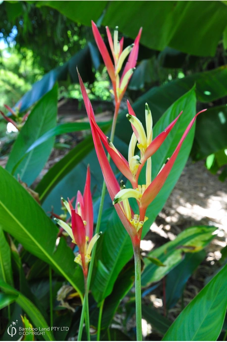 Heliconia psittacorum 'Lady Di'