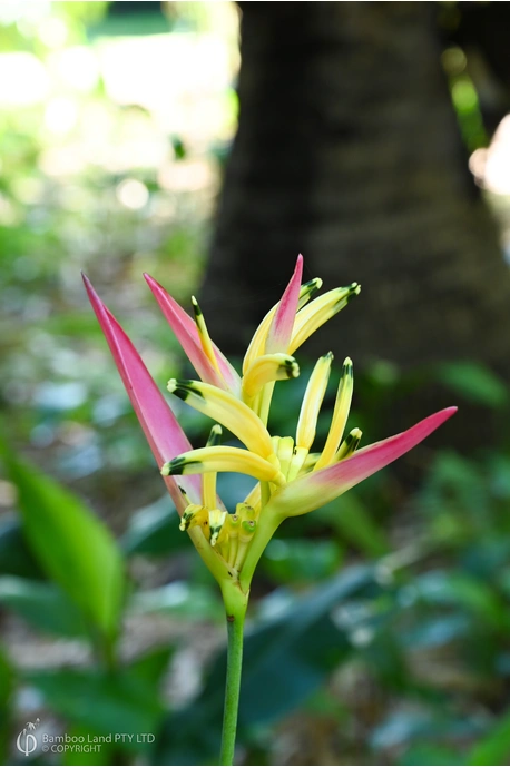 Heliconia psittacorum 'Parakeet' - 180mm pot