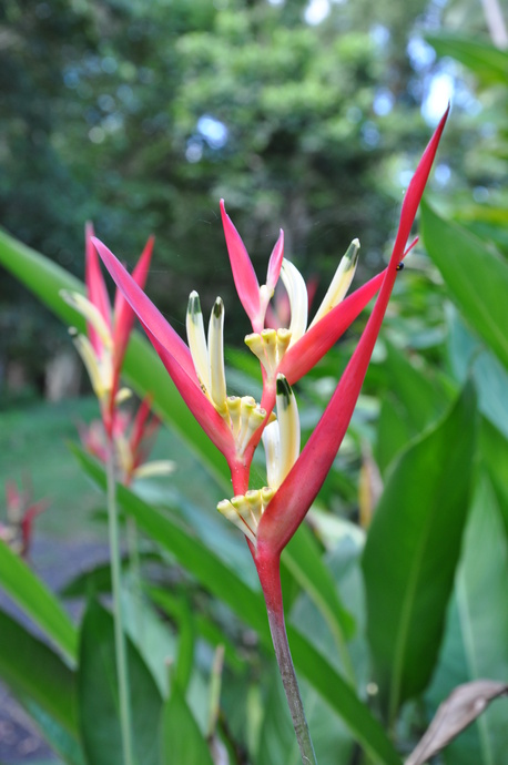 Heliconia psittacorum 'Pink lipstick'