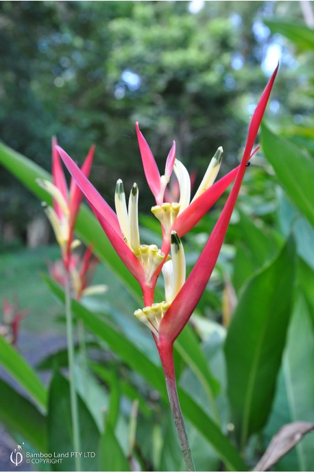Heliconia psittacorum 'Pink lipstick'