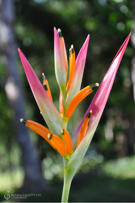 Heliconia psittacorum 'Sassy'