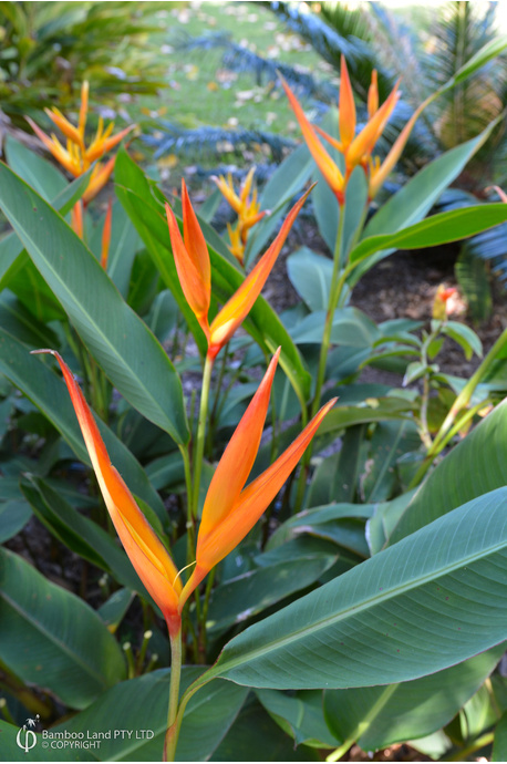 Heliconia psittacorum x spathocircinata 'African Dawn'