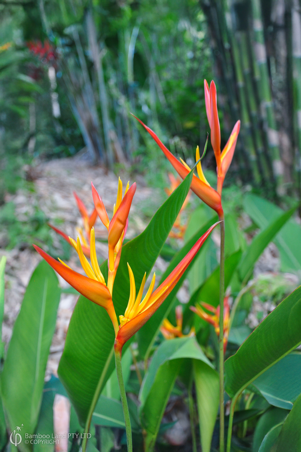 Heliconia psittacorum x spathocircinata 'Daintree'
