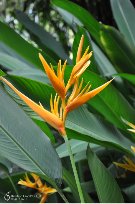 Heliconia psittacorum x spathocircinata 'Golden Torch'