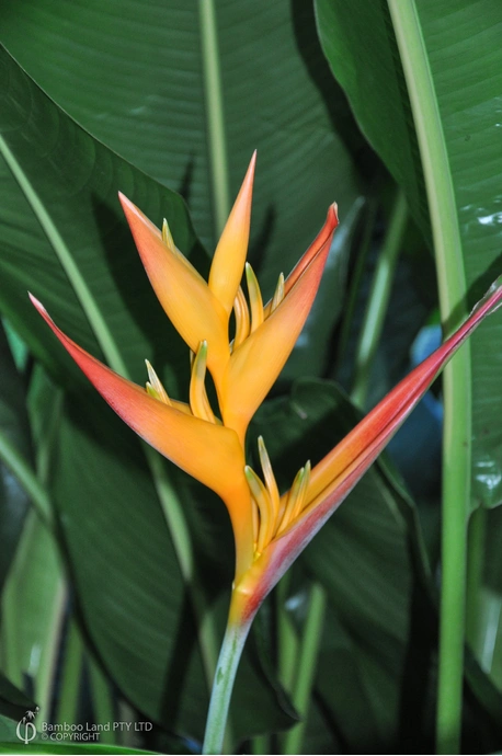 Heliconia psittacorum x spathocircinata 'Tropics'