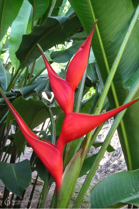 Heliconia stricta 'Bucky' - 300mm pot