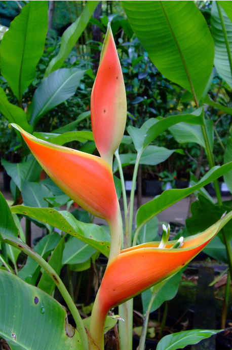 Heliconia stricta 'Dimples' - 180mm pot