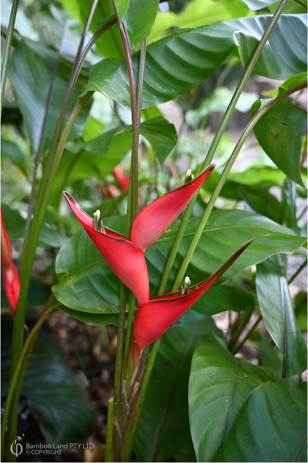 Heliconia stricta 'Jamaica Dwarf'