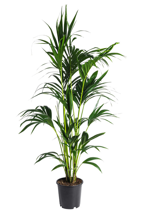 Howea forsteriana (Kentia Palm) - 200mm pot