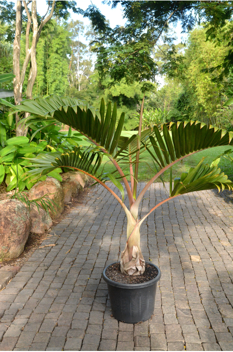Hyophorbe lagenicaulis (Bottle Palm) - 400mm pot