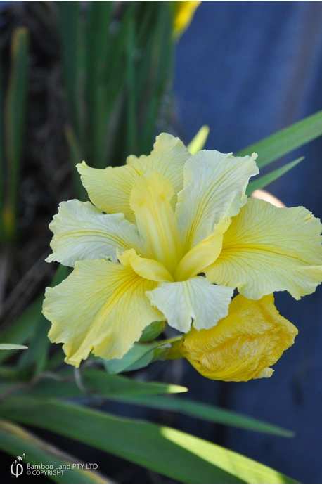 Louisiana Iris 'Koorawatha' - 180mm pot