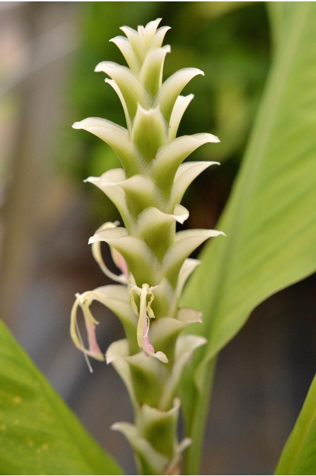 Larsenianthus careyanus (Praying Mantis Ginger)