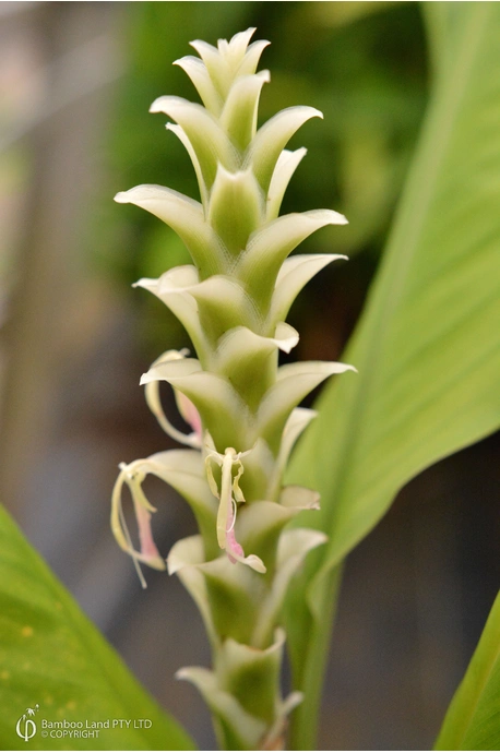 Larsenianthus careyanus (Praying Mantis Ginger) - 180mm pot
