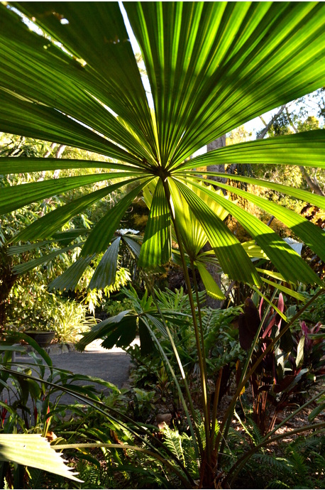Licuala ramsayi (Australian Fan Palm) - 300mm