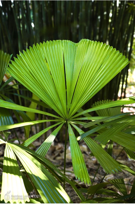 Licuala ramsayi (Australian Fan Palm) - 300mm