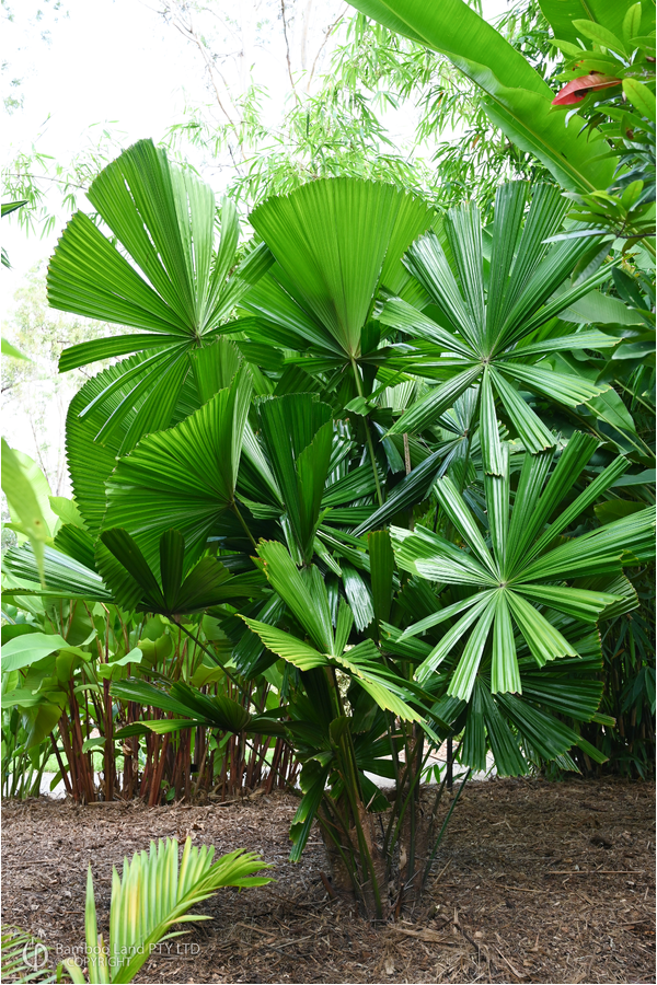 Licuala spinosa (Mangrove Fan Palm) - 200mm pot