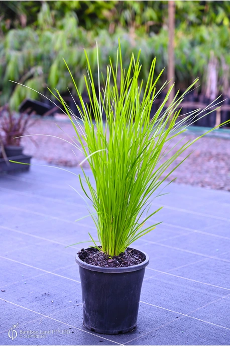 Lomandra 'Lime Tuff'