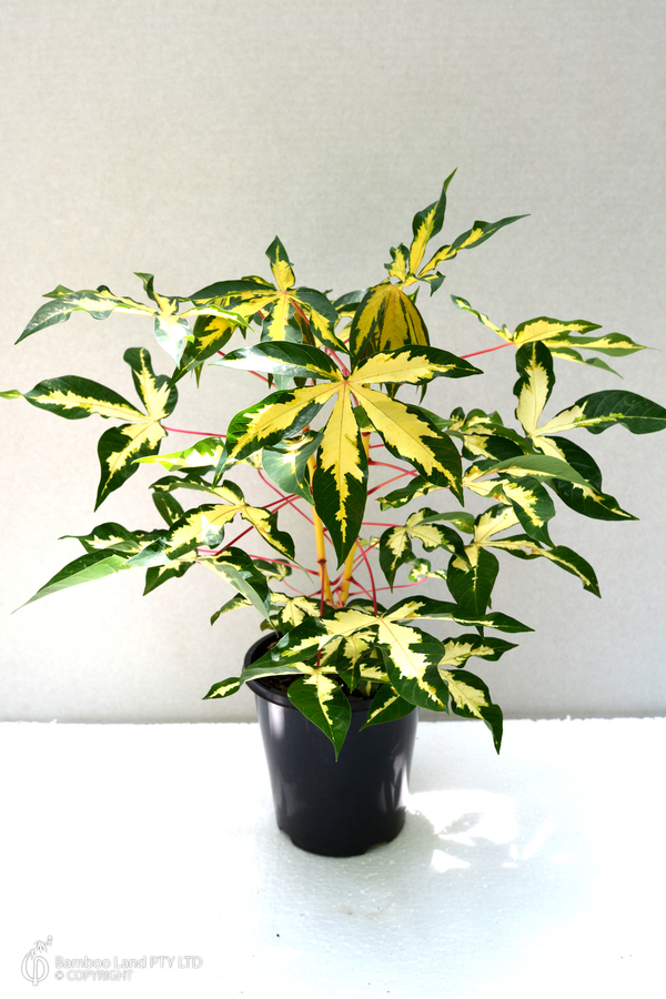 Manihot esculenta 'Variegata'