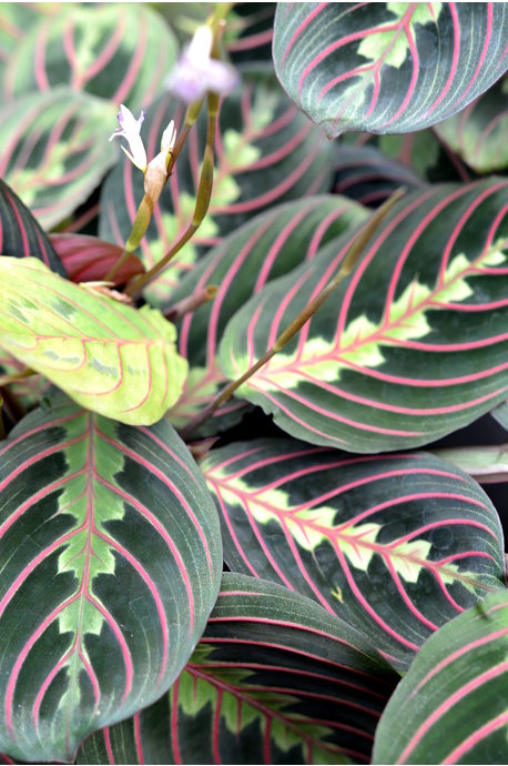 Maranta leuconeura var. erythroneura (Red Stripe Prayer Plant)
