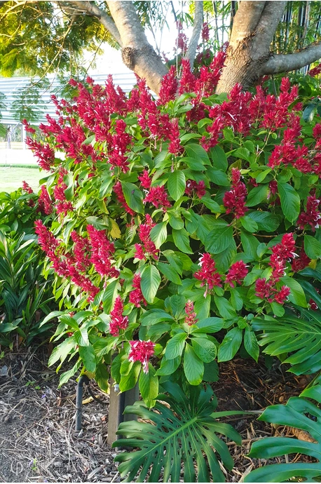 Megaskepasma erythrochlamys (Brazilian Red Cloak) - 300mm pot