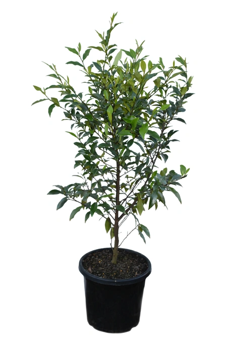 Michelia figo (Port Wine Magnolia) -  300mm pot