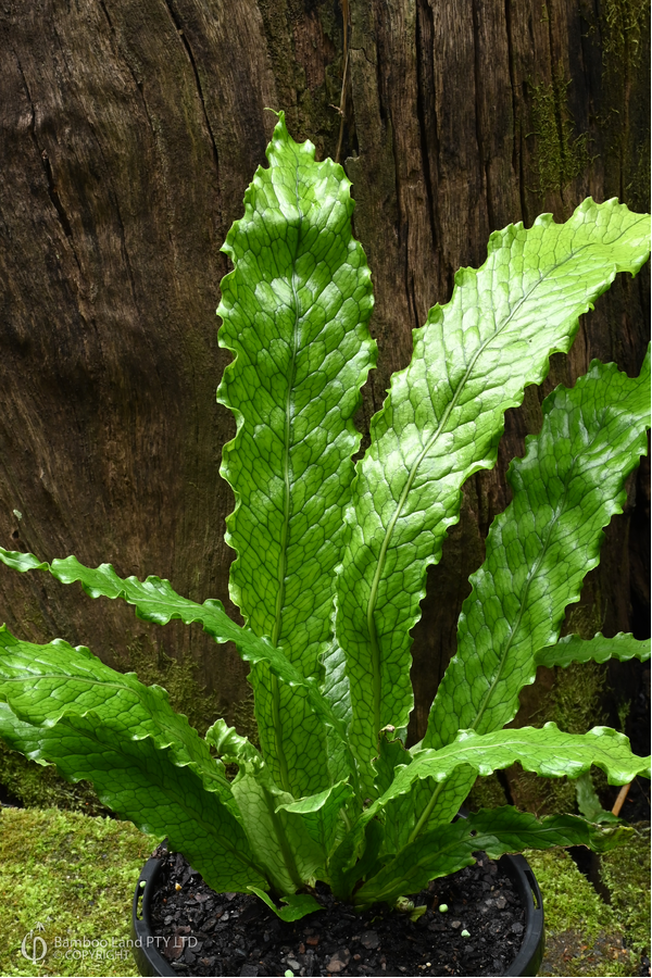 Microsorum musifolium (Lady Crocodyllus Fern)