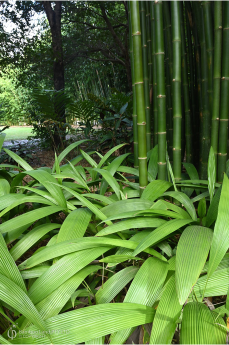Molineria capitulata (Palm Grass) - 125mm pot