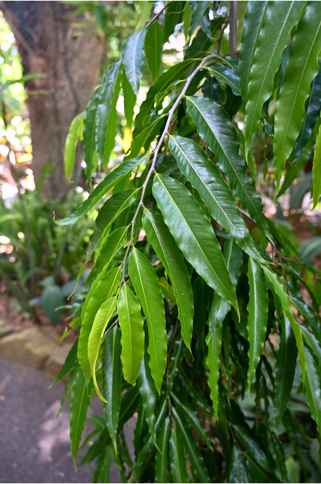 Monoon longifolium (Indian Mast Tree)
