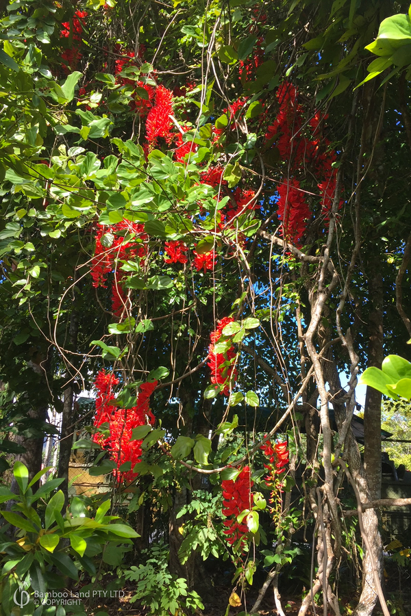 Mucuna bennettii (Flame of the Forest Vine)