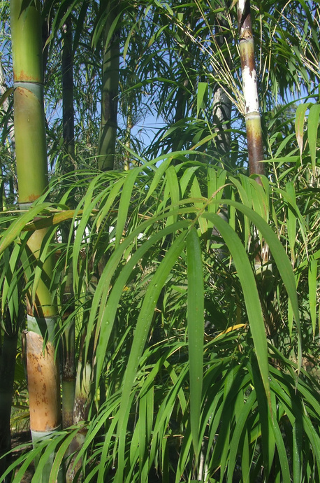 Nastus elatus (New Guinea Green) - 200mm pot 