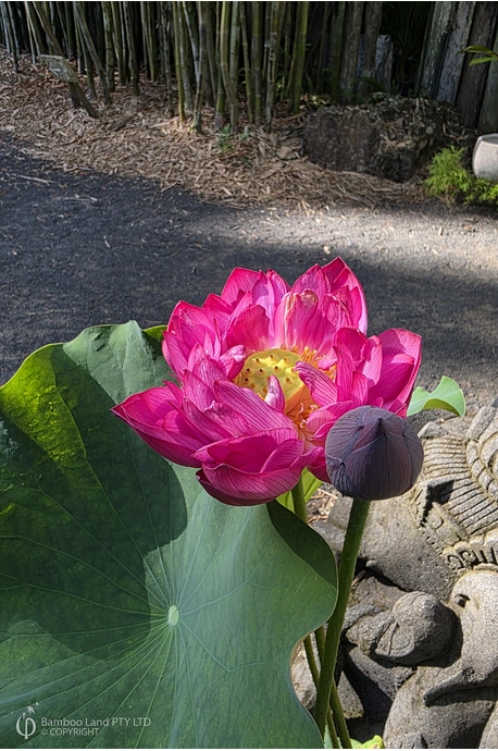 Nelumbo nucifera 'Crimson Coast' (Lotus)