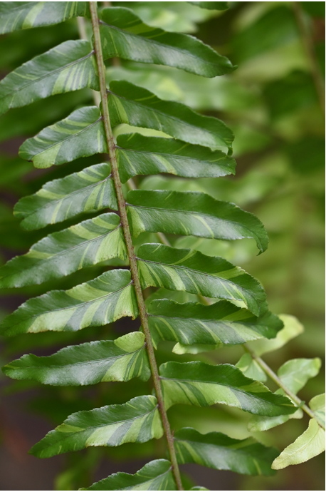 Nephrolepis exaltata 'variegata' (Variegated Boston Fern) - 180mm pot