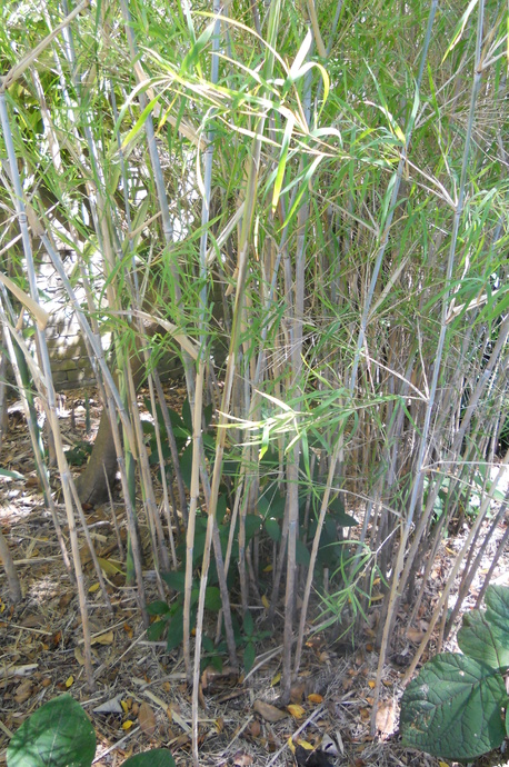 Otatea acuminata aztecorum (Mexican weeping)