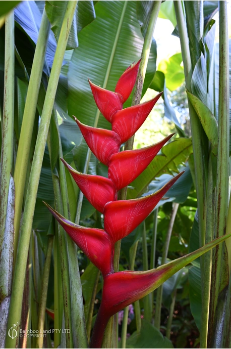 Heliconia bihai x caribaea 'Criswick' - 200mm pot 4 PACK