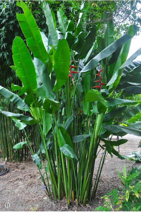 Heliconia bihai x marginata 'Rauliniana' - 6 pack 180mm pot