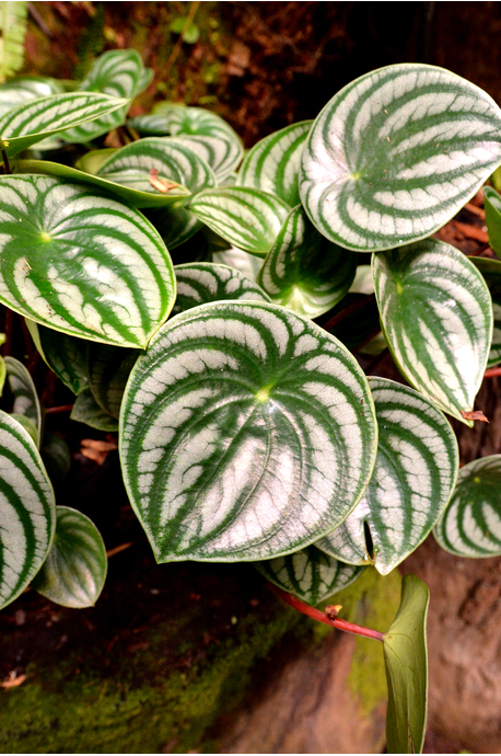 Peperomia argyreia (Watermelon Peperomia)