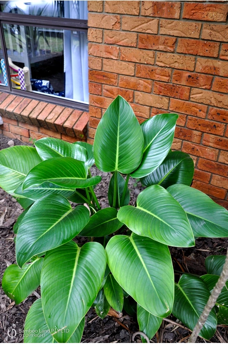 Philodendron 'Congo' (Chinese Clone)