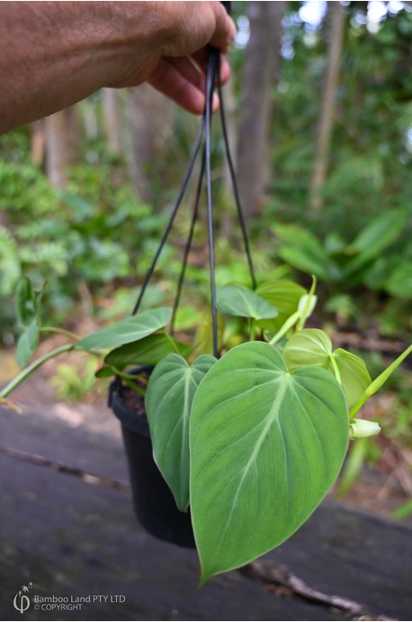 Philodendron hederaceum var. hederaceum (Velvet-Leaf Philodendron) - 180mm squat pot